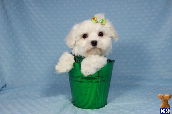 lvpuppyheaven Picture 1